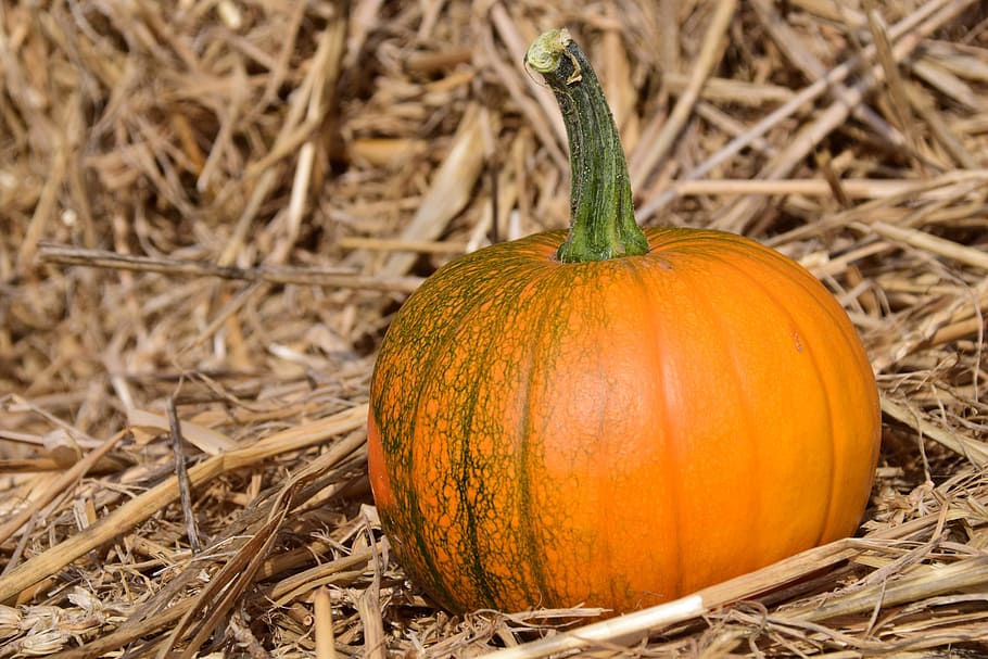pumpkin, straw, autumn, red, yellow, gourd, rural, agriculture HD wallpaper