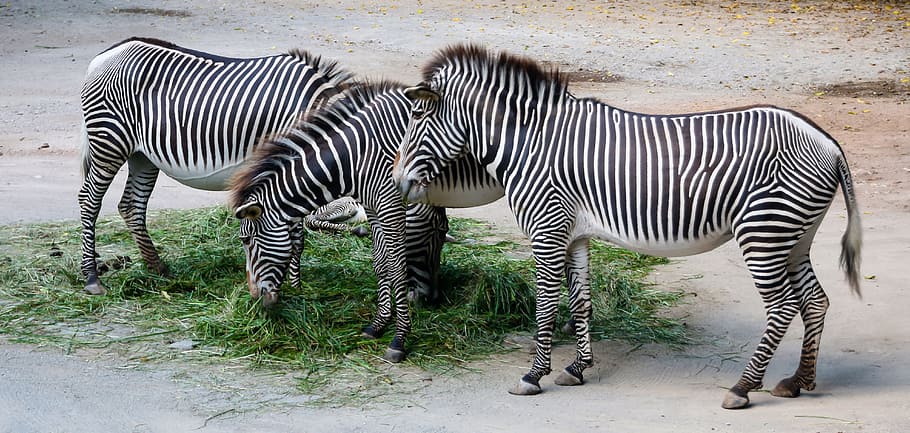 three black-and-white zebra eating green grasses, nature, animals HD wallpaper