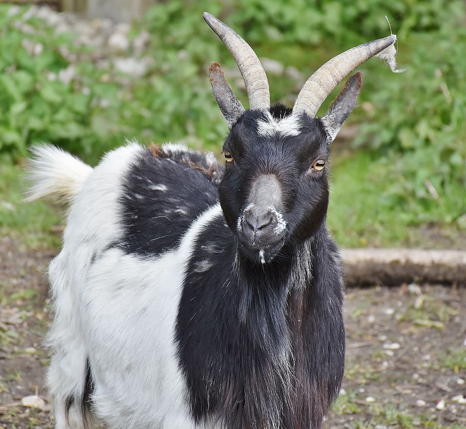 white and black goat, Bock, Horns, Livestock, Billy Goat, goat's head, HD wallpaper