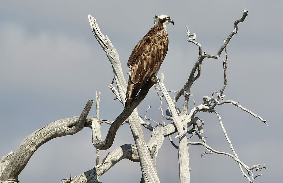 brown and white bird on trunk, tree, branch, desert, cloud HD wallpaper