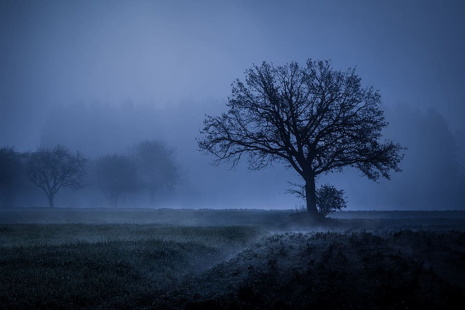 bare tree in middle of grass field during rainy, fog, mood, landscape, HD wallpaper