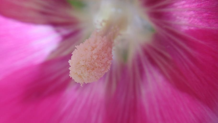 macro, pistil, flower, nature, petal, garden, summer flowers HD wallpaper