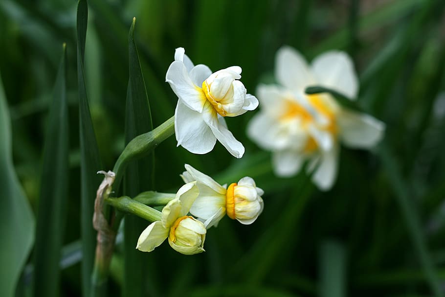 Daffodil, Spring, Nature, Garden, blossom, floral, springtime HD wallpaper