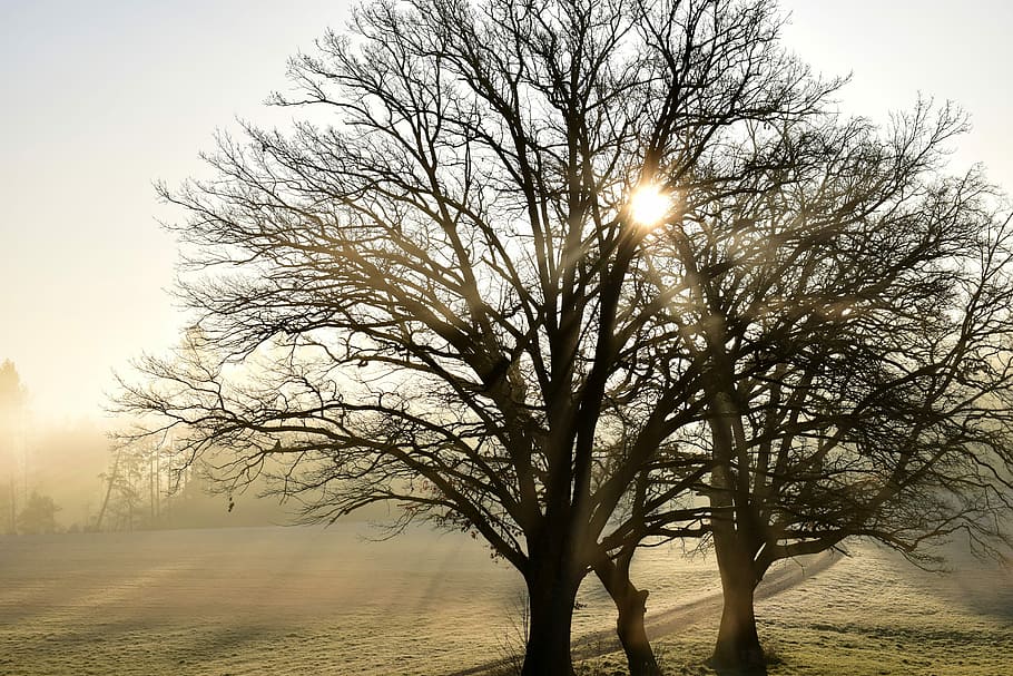 tree, nature, landscape, dawn, haze, sunrise, glade, fog, kahl HD wallpaper