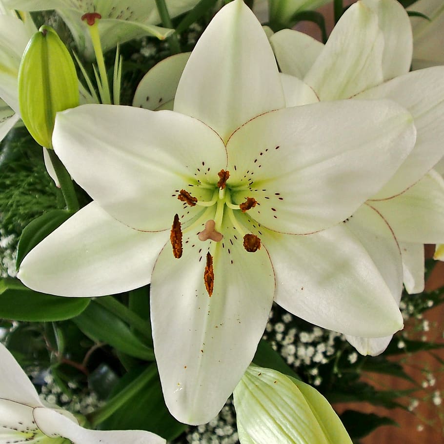HD wallpaper: flower, nature, lily, tender, white, fine, blossomed ...