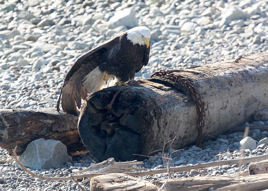 eagle, bird, wildlife, nature, log, beach, endangered, predator HD wallpaper