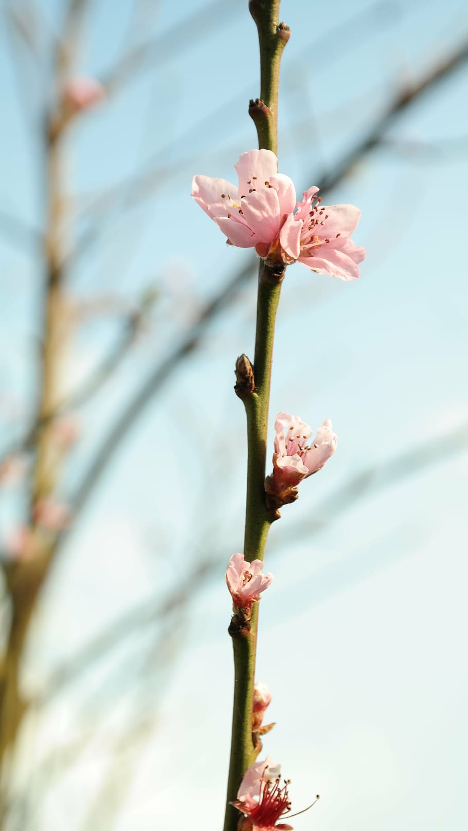blossom, bloom, bud, pink, peach tree, nature, spring, flower HD wallpaper