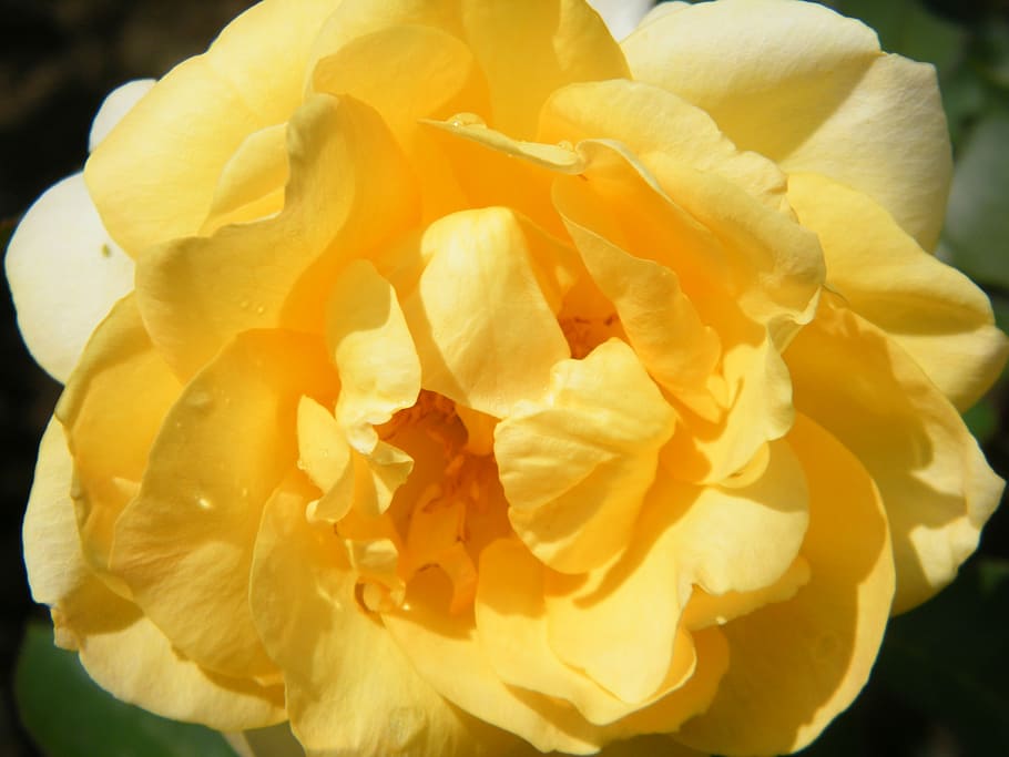 flower, yellow, macro, petal, yellow flower, yellow was, plant HD wallpaper