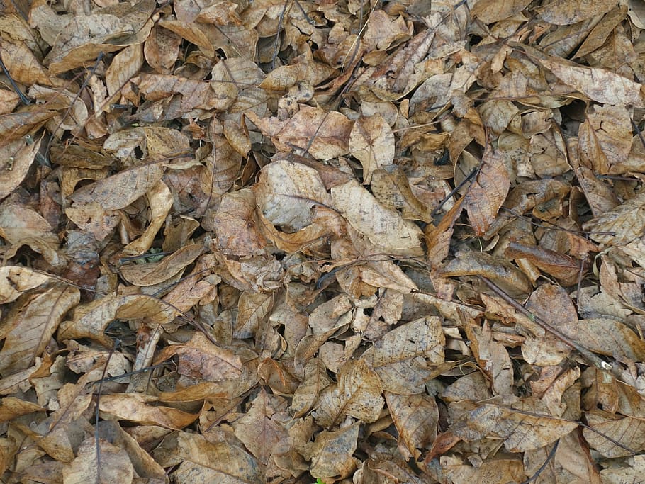 leaves, ground, texture, autumn, dry, pattern, full frame, backgrounds HD wallpaper