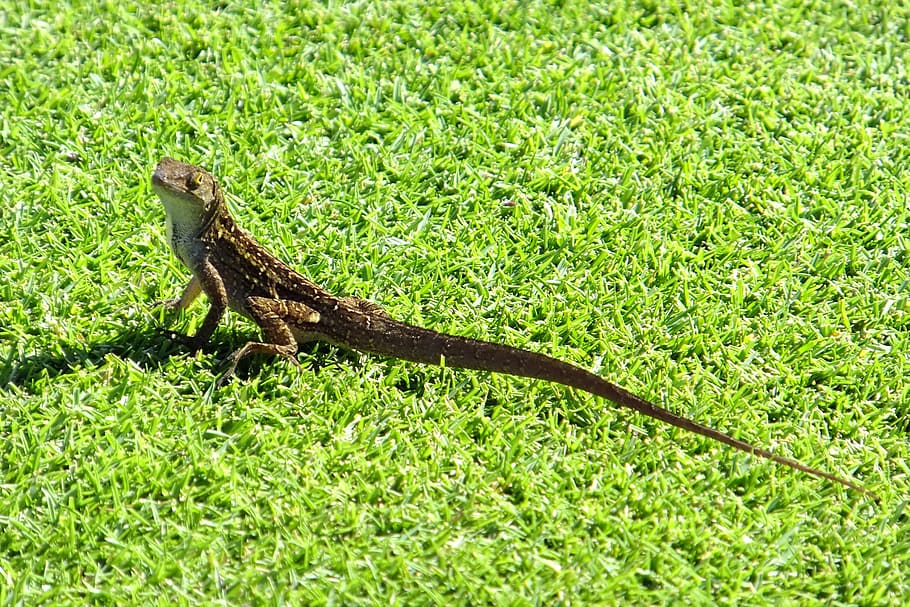 gecko, lizard, exotic, one animal, animal themes, animal wildlife HD wallpaper