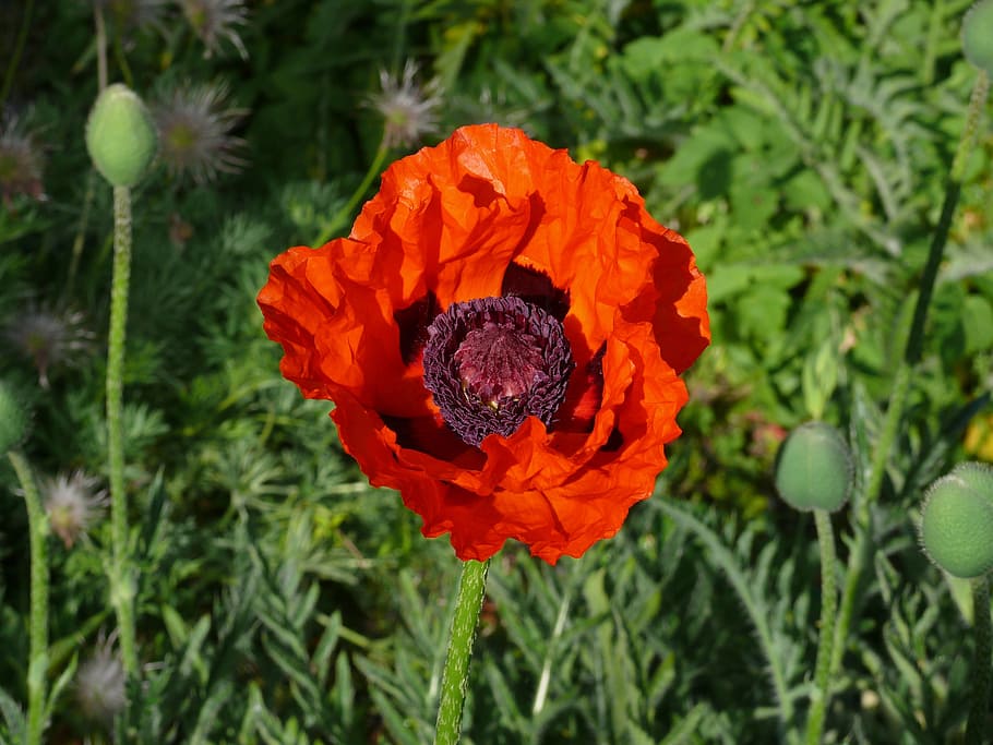 poppy, flower, spring, orange, garden, bloom, flowering plant HD wallpaper