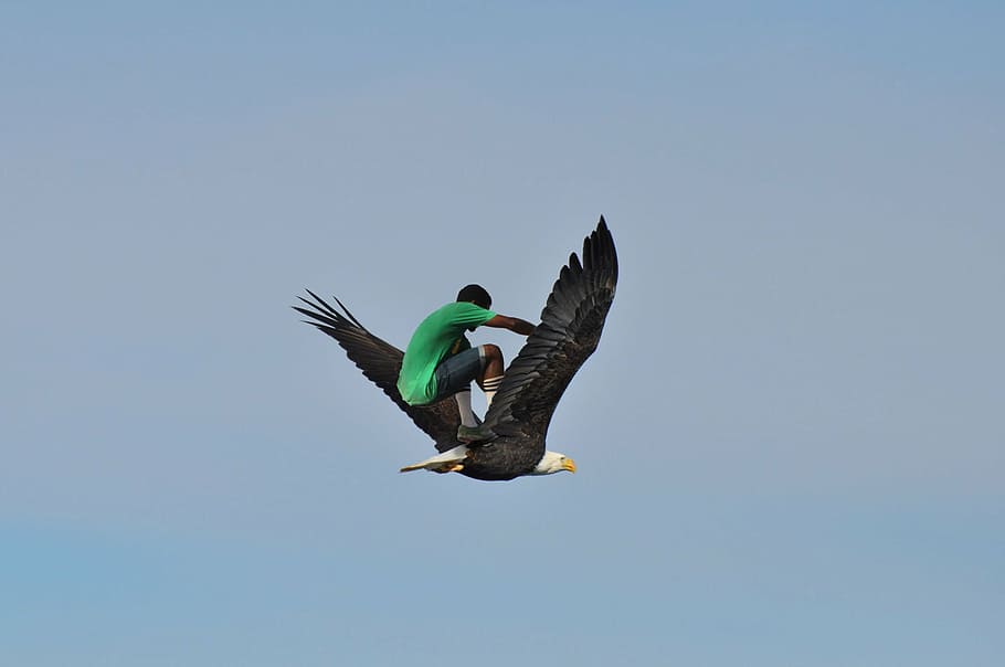 skatebirding, eagle, sky, flying, bald eagle, dom, outdoor HD wallpaper
