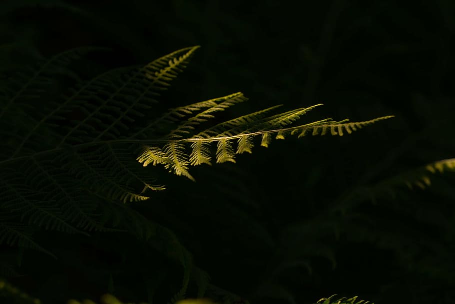 shallow focus photography of green fern plant, forest, leaf fern HD wallpaper