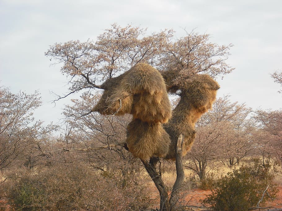 baobab, african, tree, plant, mammal, animal themes, no people HD wallpaper