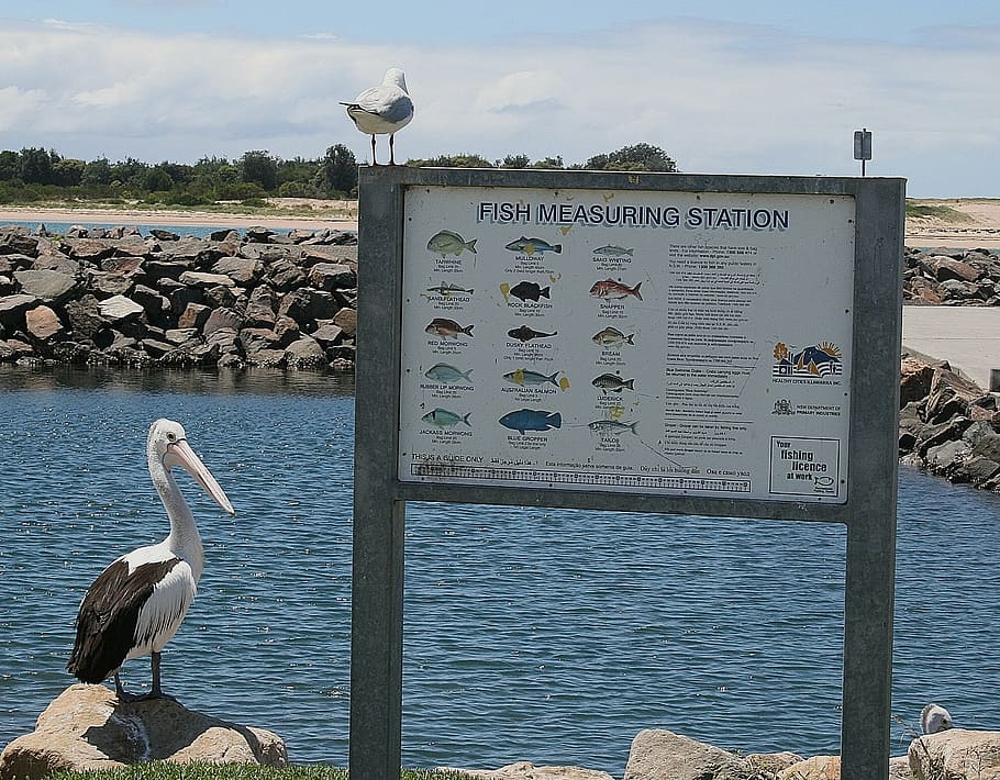 pelikan, bird, seagull, australia, ocean, fishing, water, vertebrate, HD wallpaper