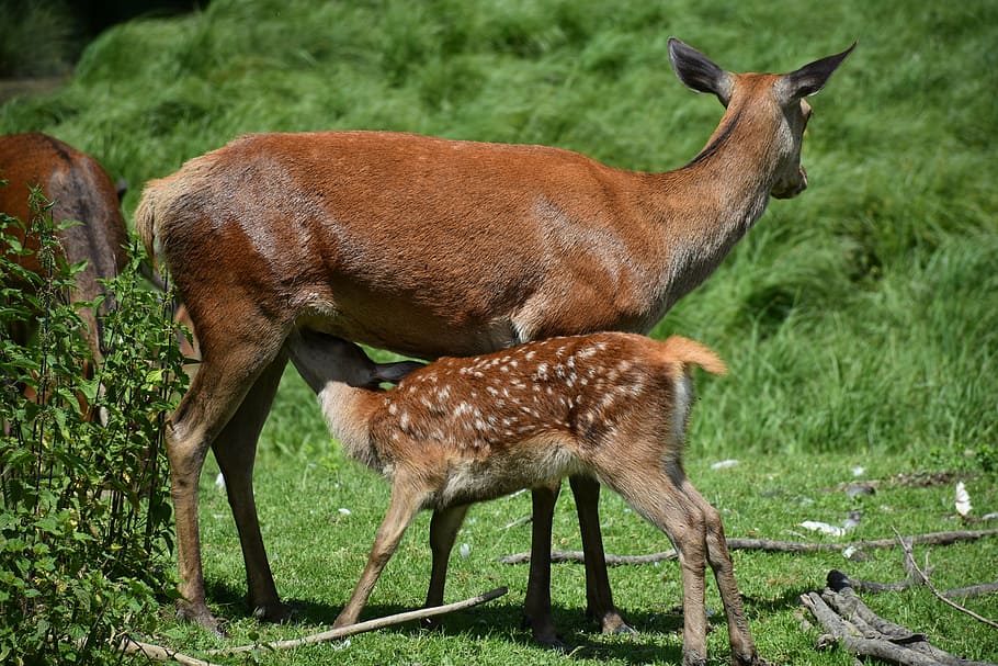 brown deer feeding pawn during daytime, roe deer, kitz, young HD wallpaper