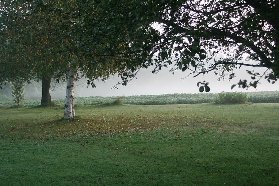 birch tree near grass field, landscape, background, lawn, trees HD wallpaper