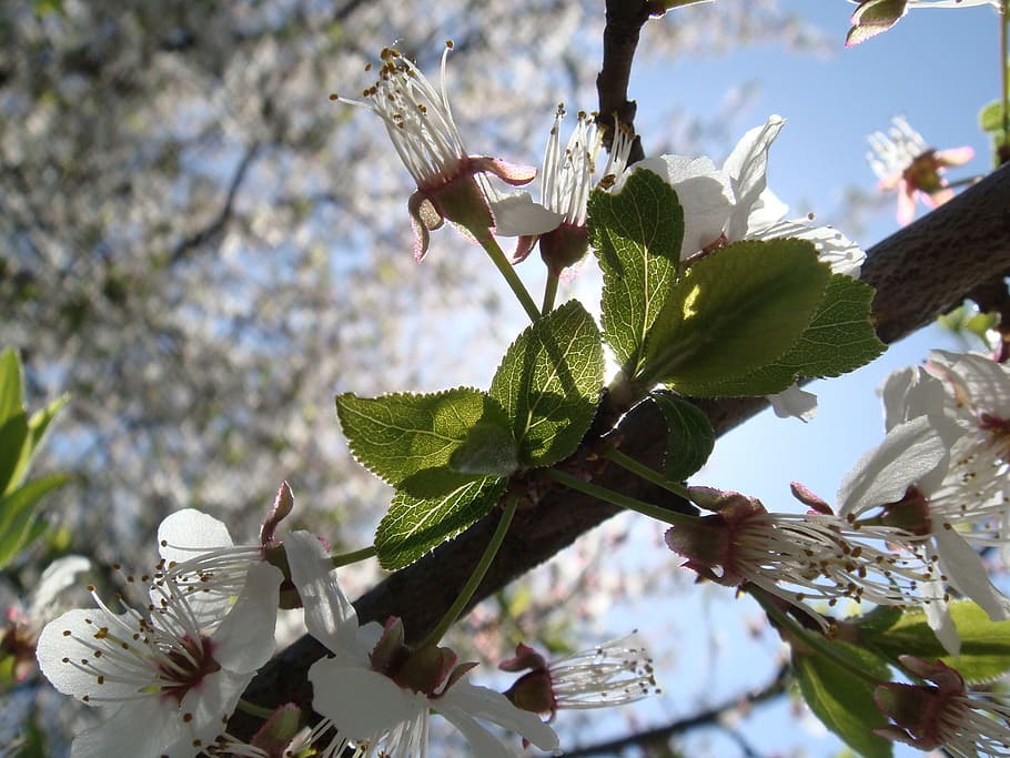 flower, tree, branch, nature, flora, cherry-tree, spring, plant HD wallpaper