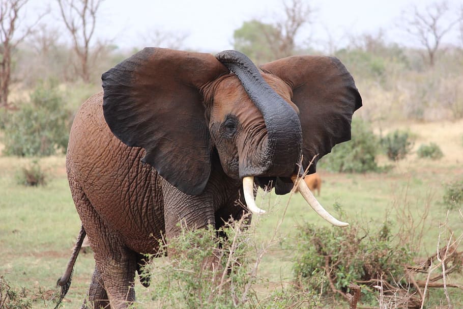 brown elephant walking on grass field during daytime, kenya, tsavo