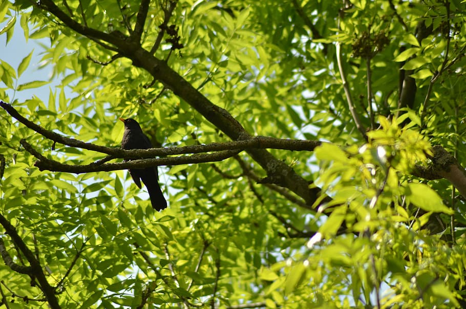 bird, tree, green, garden, nature, branch, sheet, plant, green color HD wallpaper