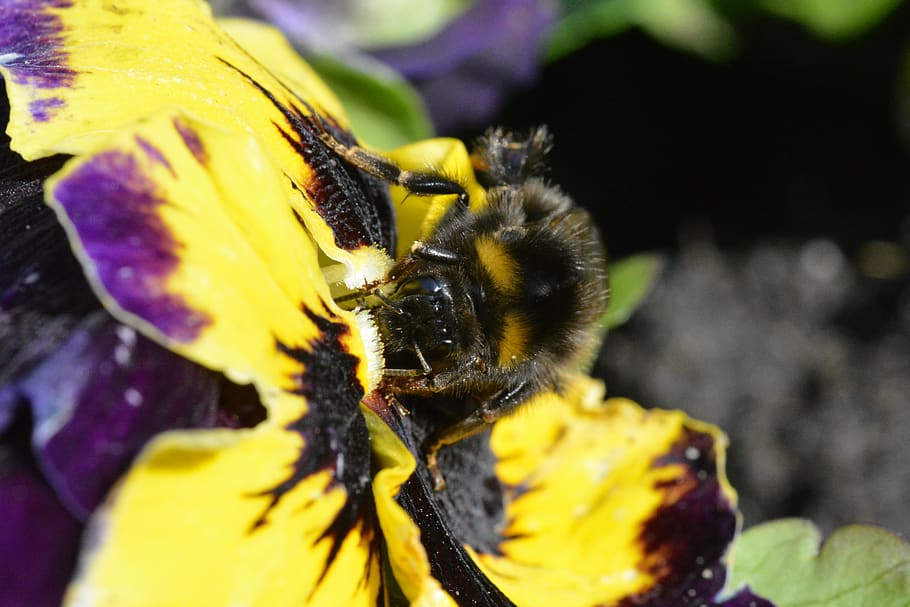 nature, insect, flower, animal themes, invertebrate, animals in the wild HD wallpaper