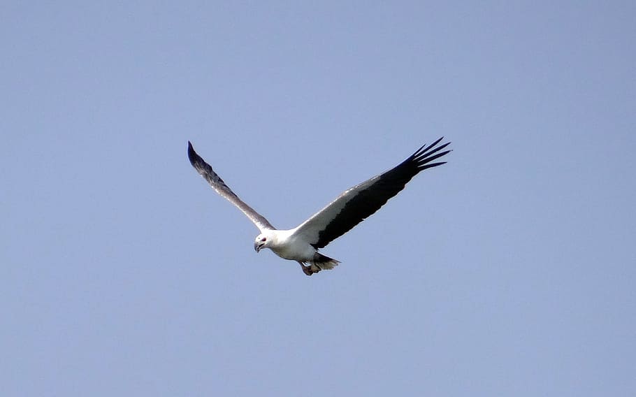 sea eagle, white-bellied, raptor, bird, wildlife, flying, sea-eagle HD wallpaper