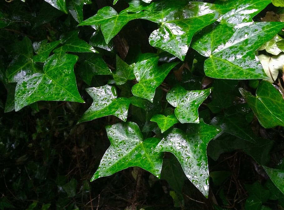 ivy, leaf, rain, drop, shizuku, drop of water, green, otsu