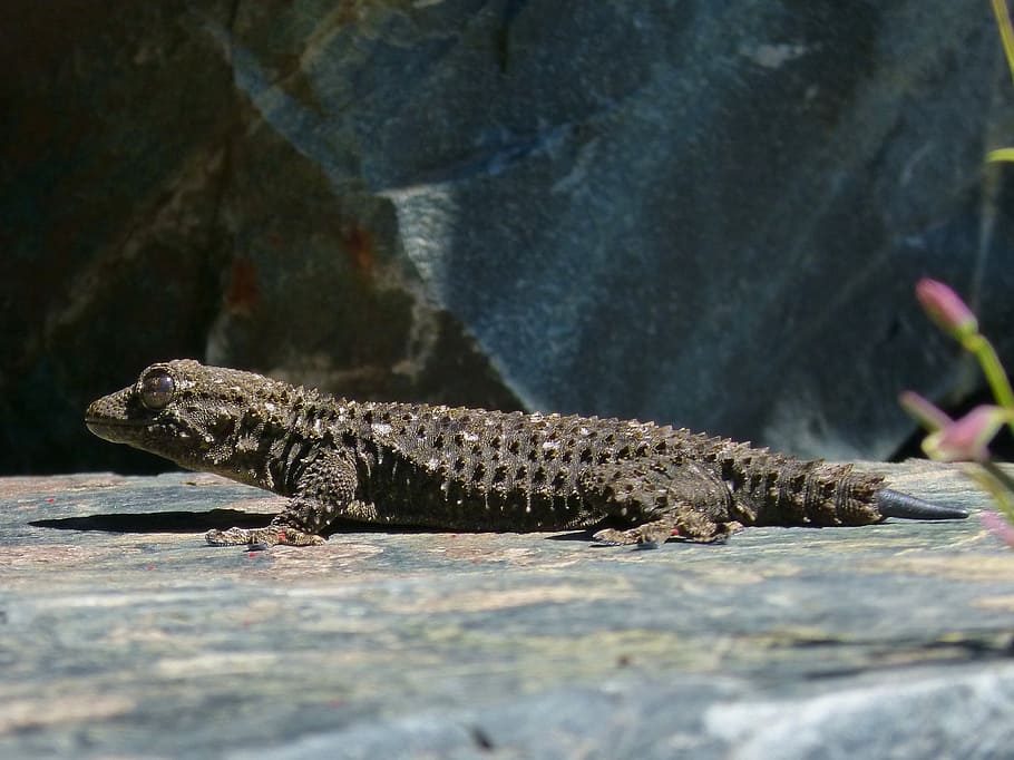 gecko, dragon, reptile, rock, texture, animal, animal themes HD wallpaper