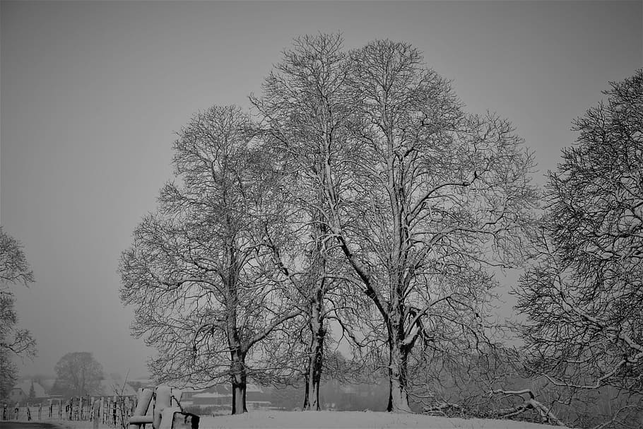 winter, cool, chestnut, tree, plant, bare tree, cold temperature HD wallpaper