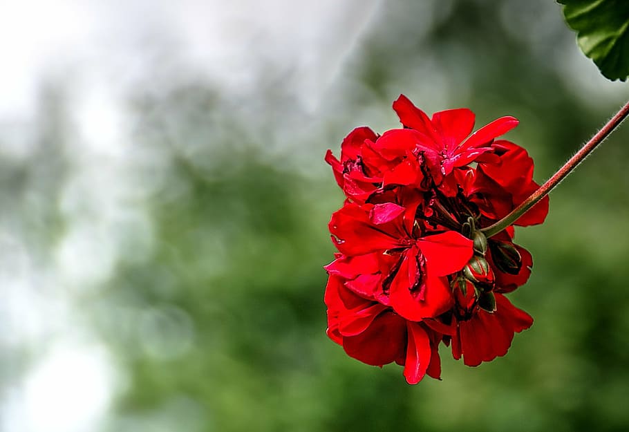 flower, red, summer, nature, outdoors, falun, sweden, petal HD wallpaper