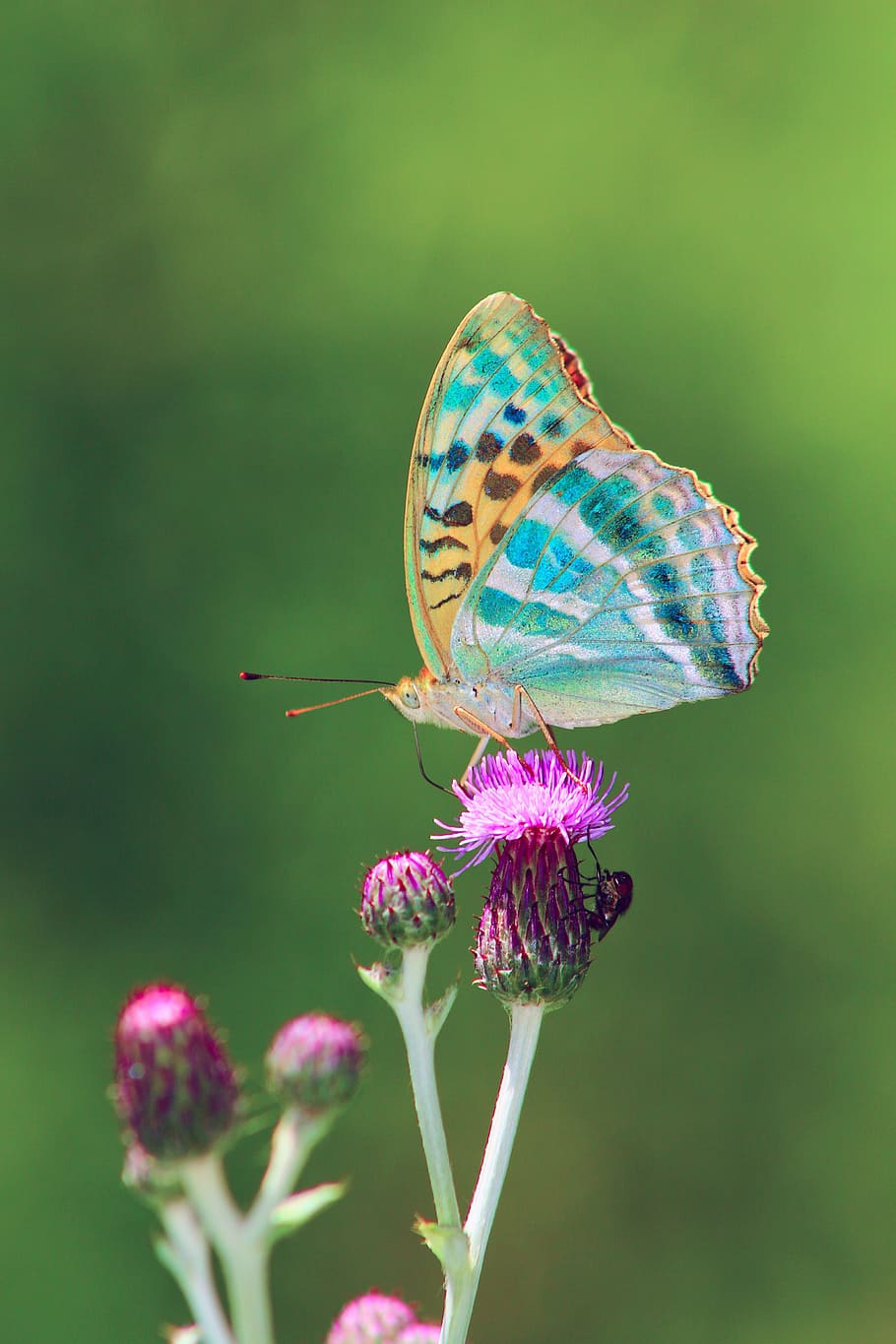 close up photo of brown and teal butterfly, nature, animal, flower