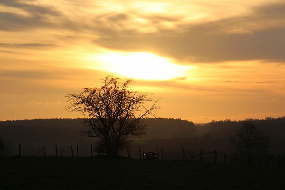 sunset, landscape, evening sky, abendstimmung, tree, scenics - nature HD wallpaper