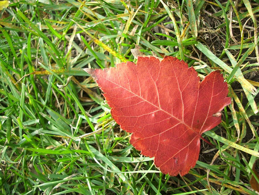 leaf, fall, autumn, nature, plant, natural, botanical, organic HD wallpaper