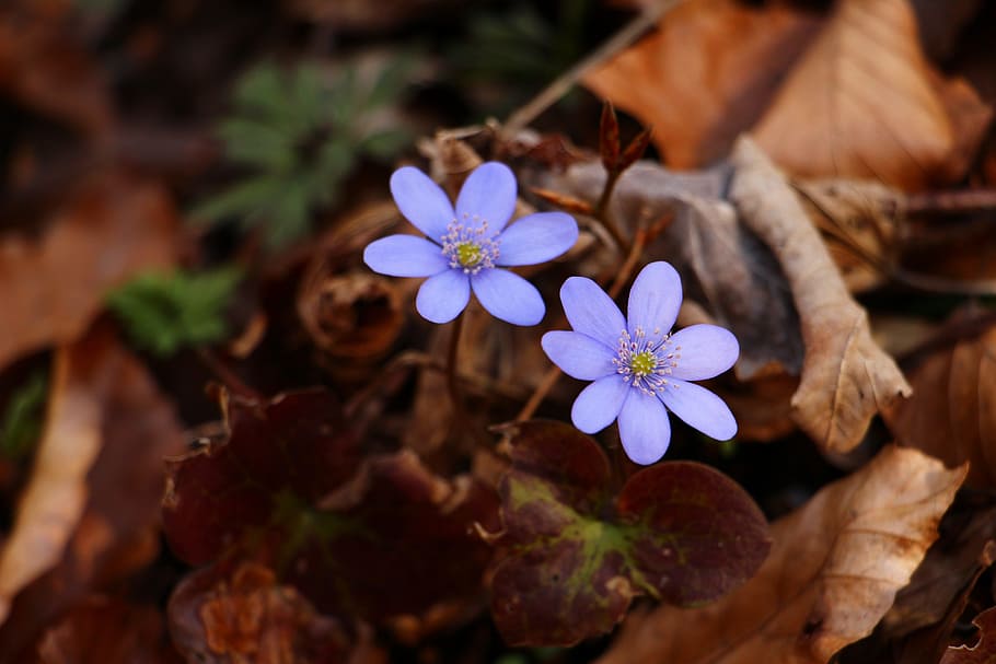 liverleaf, blue, spring, forest, flower, brown, liverwort, flowering plant HD wallpaper