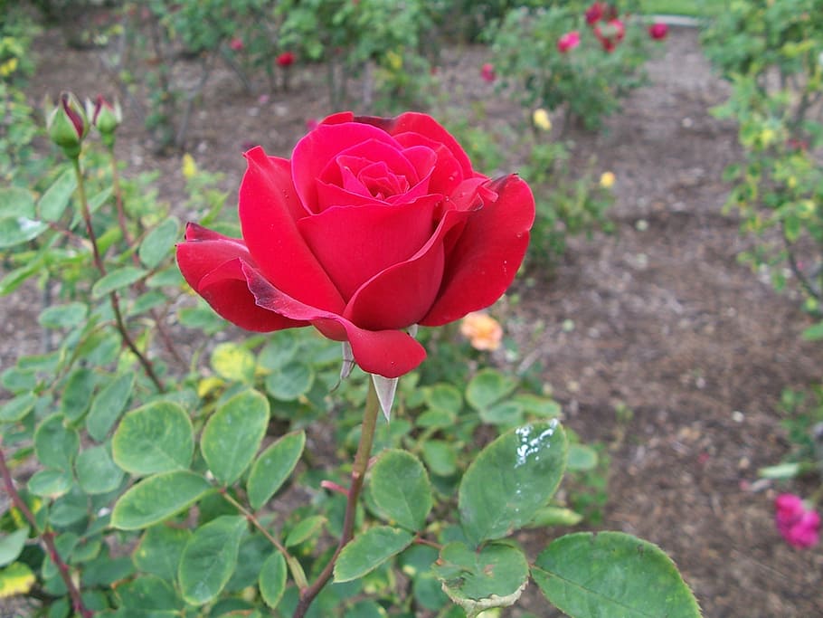 red, rose, garden, nature, rose - Flower, petal, plant, love HD wallpaper