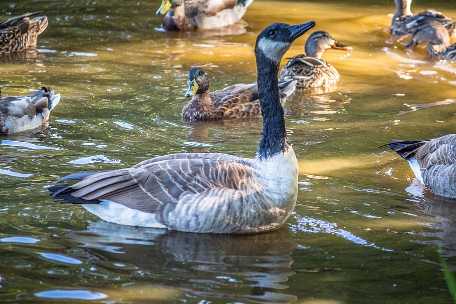 ducks, lake, geese, bathing, nature, water, wild, bird, animal wildlife HD wallpaper