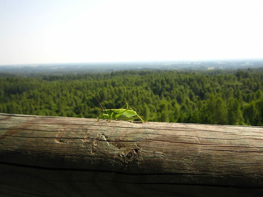Nature, Estonia, Grasshopper, Forest, skyline, wood - material HD wallpaper