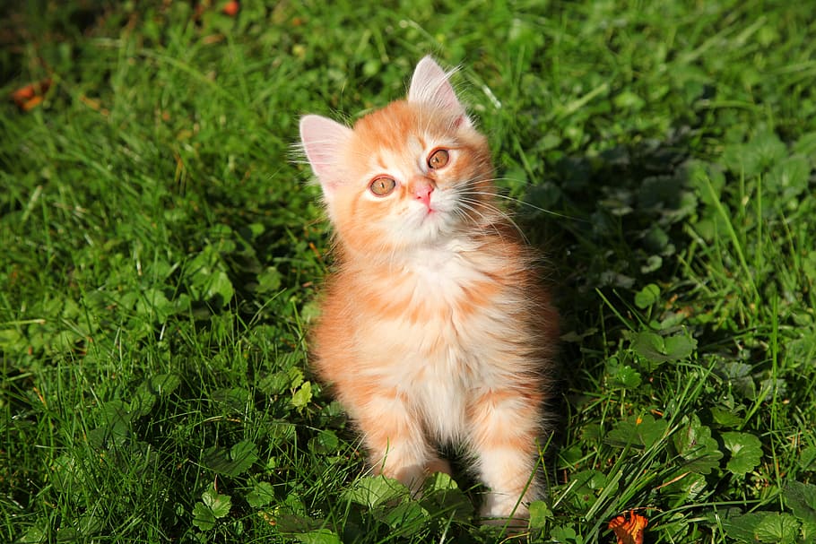 orange kitten on grass field, cat, young cat, red cat, cat baby HD wallpaper