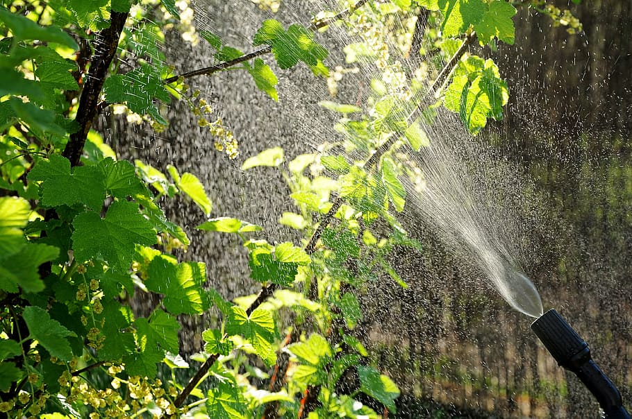 aphids, garden, drops, watering, spray, spraying, pests, home garden HD wallpaper