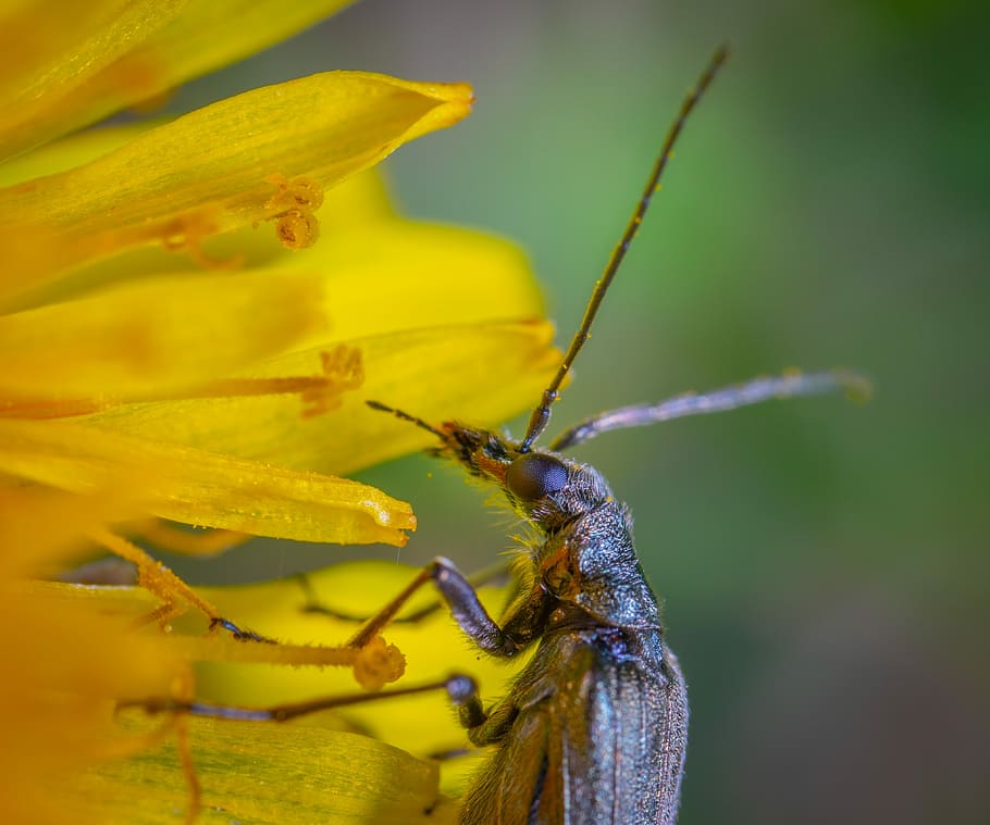 insect, macro, beetle, invertebrate, animal wildlife, animal themes HD wallpaper