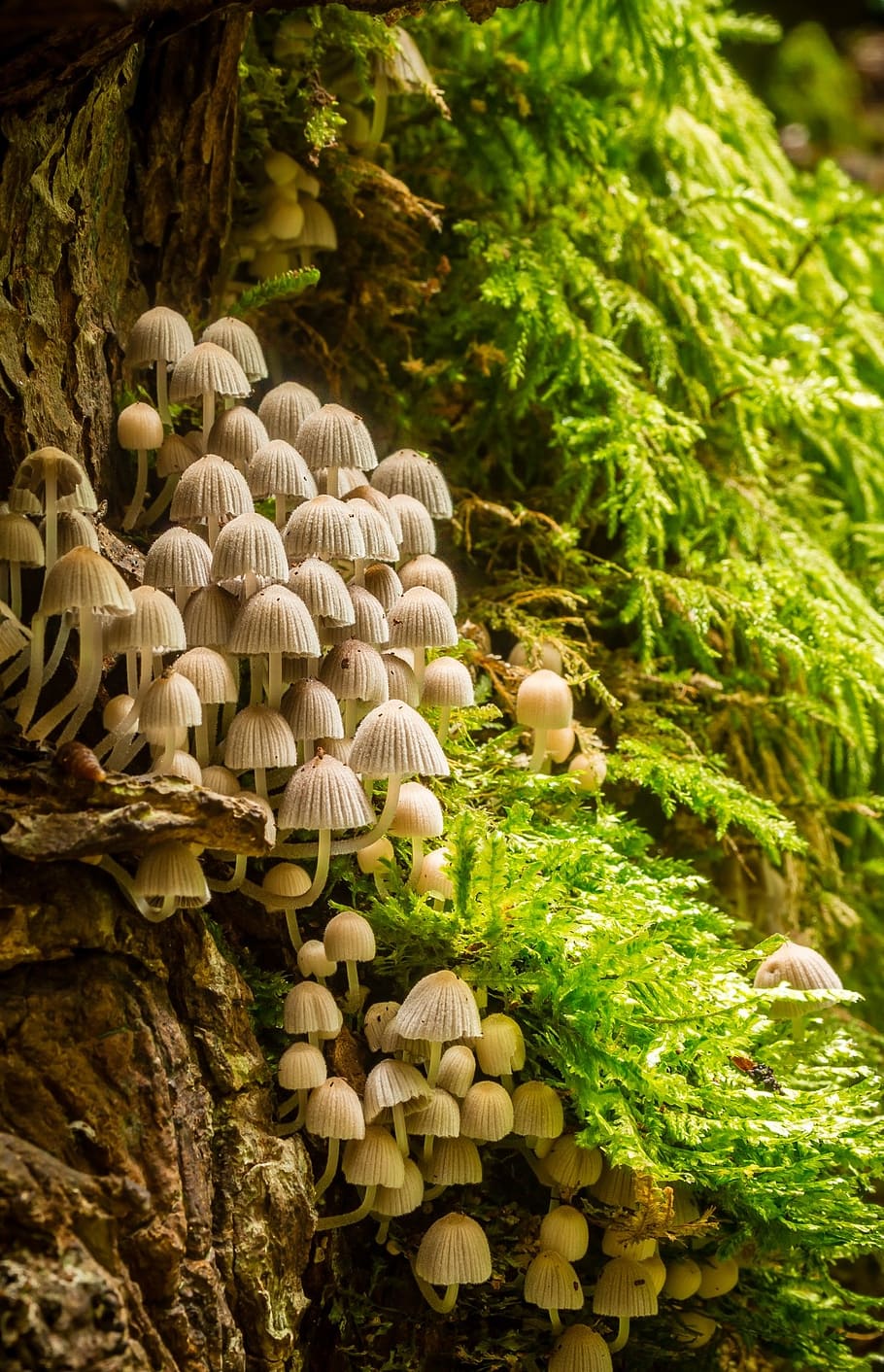 beige mushroom growing on the side of brown tree trunk during daytijme, HD wallpaper