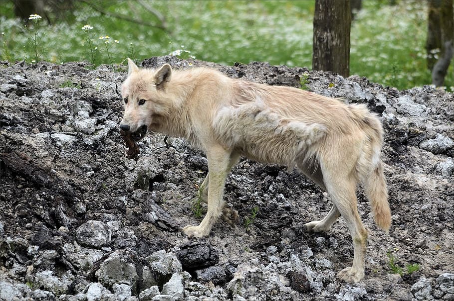 Predator, Canine, Wolf, Canis, Animal, wildlife, zoology, mammal HD wallpaper