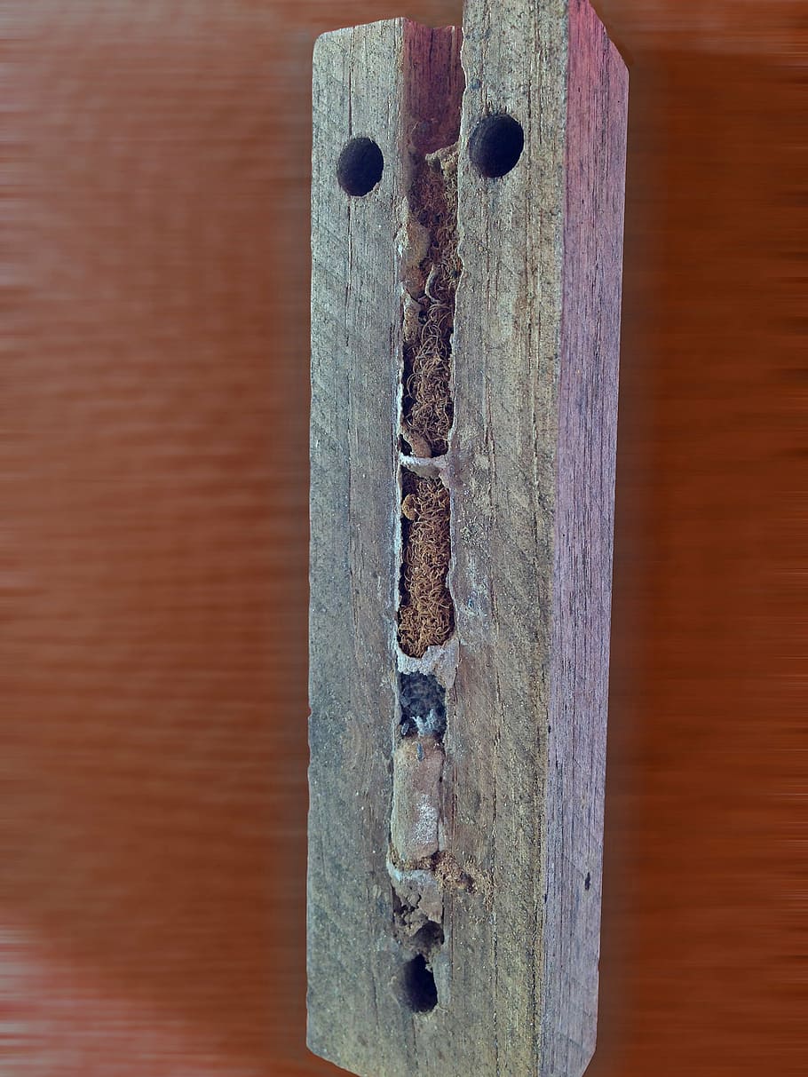 nesting help, breeding help, inner workings, detail, wild bees HD wallpaper