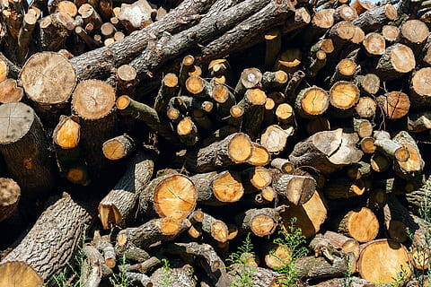 firewood, drome, tree, forest, pile, lap, faggot, brush, deadwood HD wallpaper
