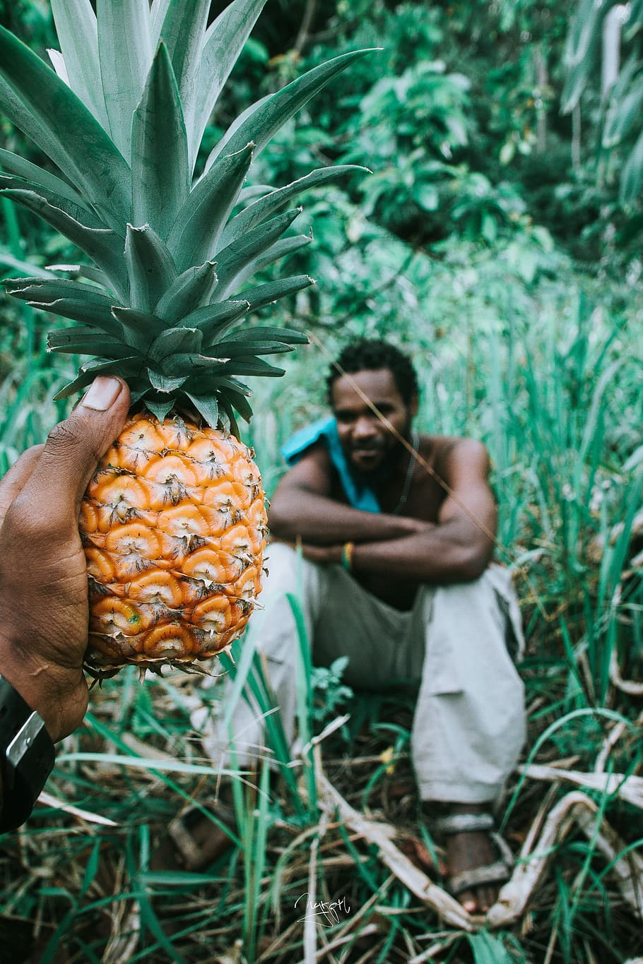 person holding pineapple, fruit, sitting, one person, plant, growth HD wallpaper
