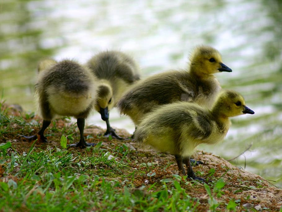 Canada chick 1080P, 2K, 4K, 5K HD wallpapers free download | Wallpaper ...