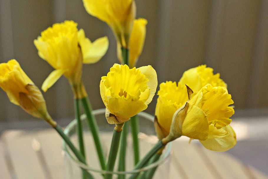 narcissus, daffodil, spring, fresh, flower, springtime, floral HD wallpaper