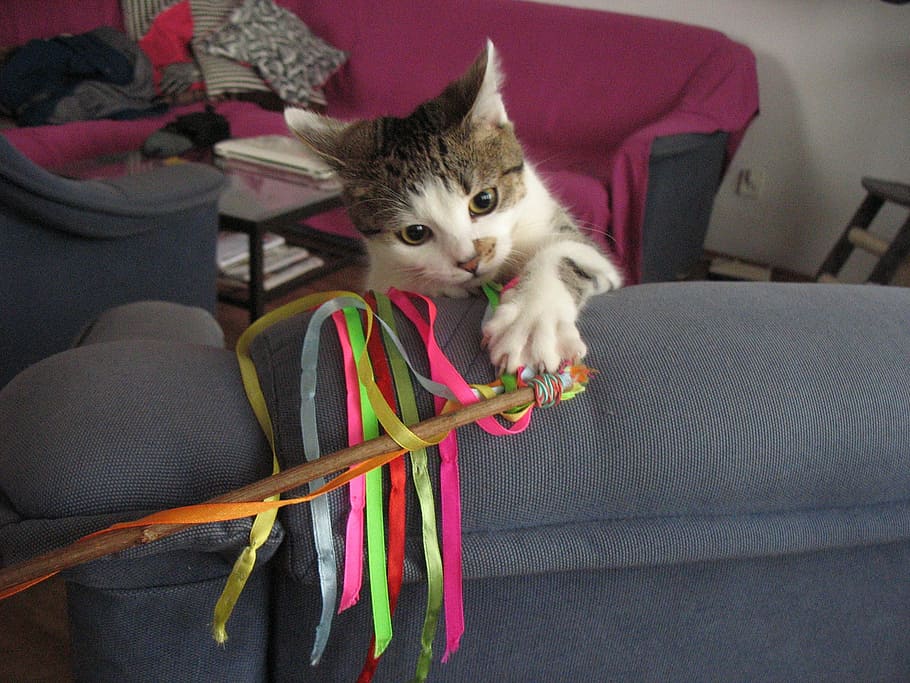 cat, fun, the ribbon, screen, colorful, colors, rainbow, domestic HD wallpaper