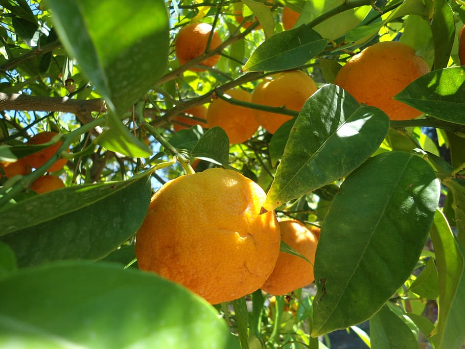 orange, fruit, frisch, plant part, leaf, healthy eating, food and drink HD wallpaper