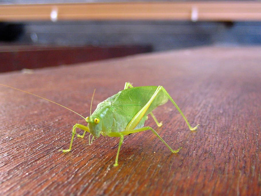 Grille, Grasshopper, Insect, green, close, one animal, animal themes HD wallpaper
